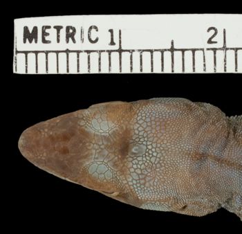 Media type: image;   Herpetology R-6172 Aspect: head dorsal